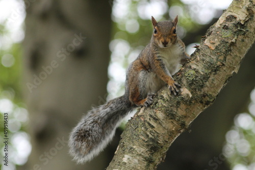 squirrel on a tree © Rob