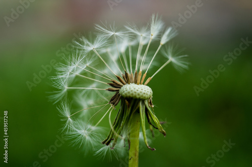 Close up of dandelion seed against green background
