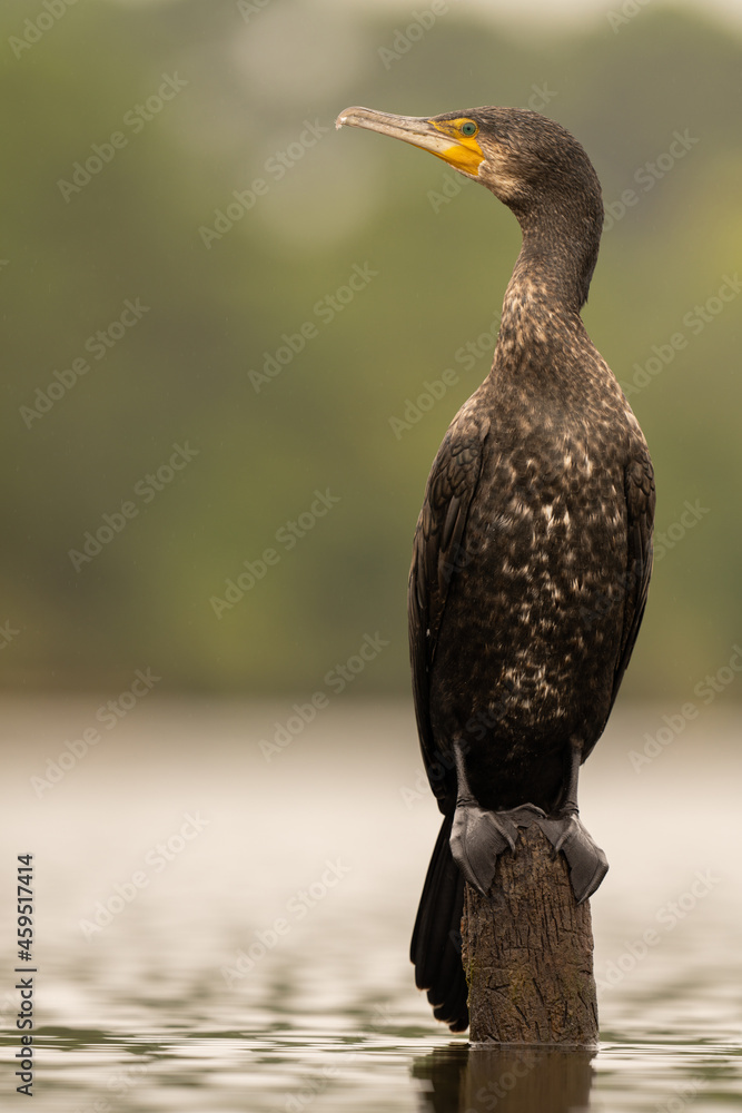 Grand Cormoran