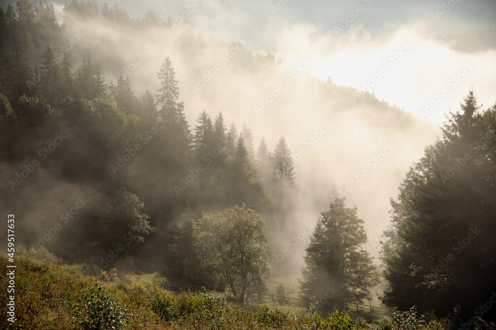 Picturesque view of foggy forest. Beautiful mountain landscape - obrazy, fototapety, plakaty 
