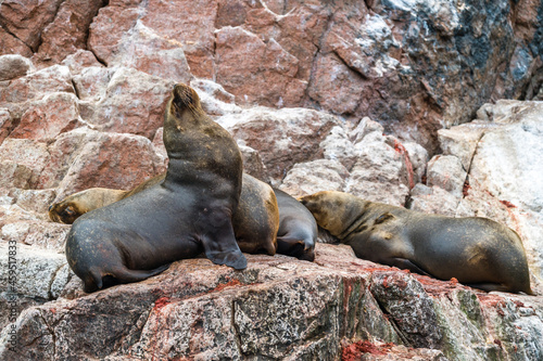 Sea lions resting on the stones in the Ballestas Islands of Peru