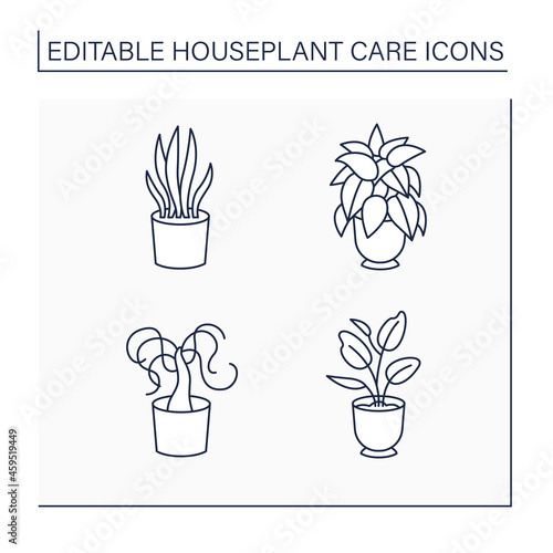 Houseplants care line icons set.Sansevieria trifasciata, dieffenbachia, beaucarnea recurvata, ficus elastica. Gardening concept.Isolated vector illustration.Editable stroke