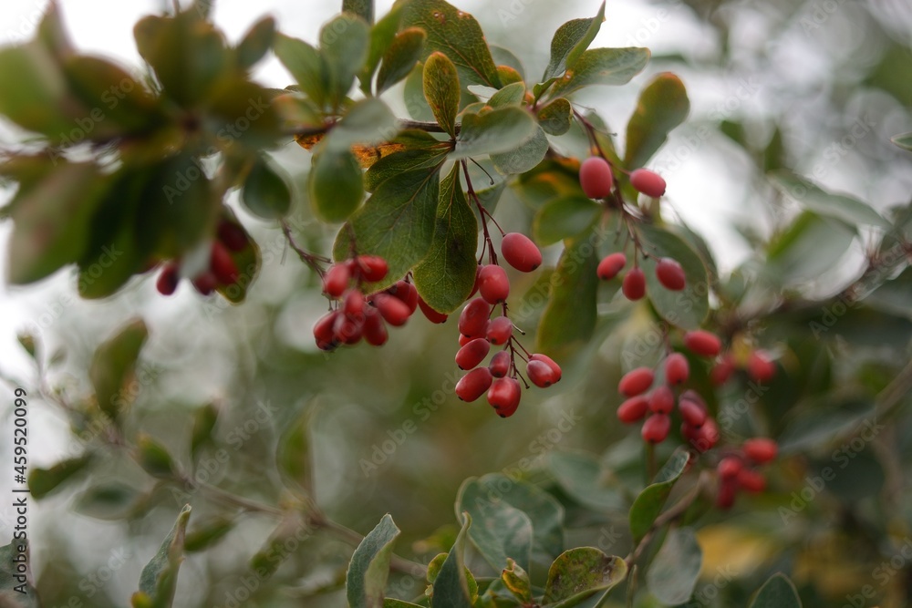 Collecting wild barberry, walking in the forest. Collecting wild barberry, walking in the forest.