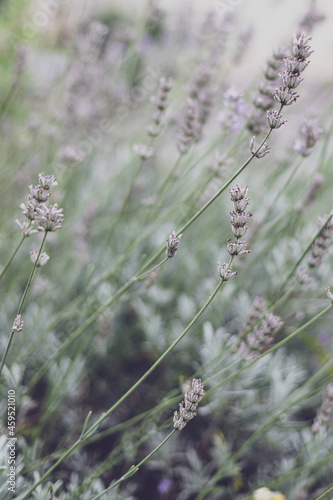 Lavendel, Hintergrund, Natur, Spa © Qlicklebendig
