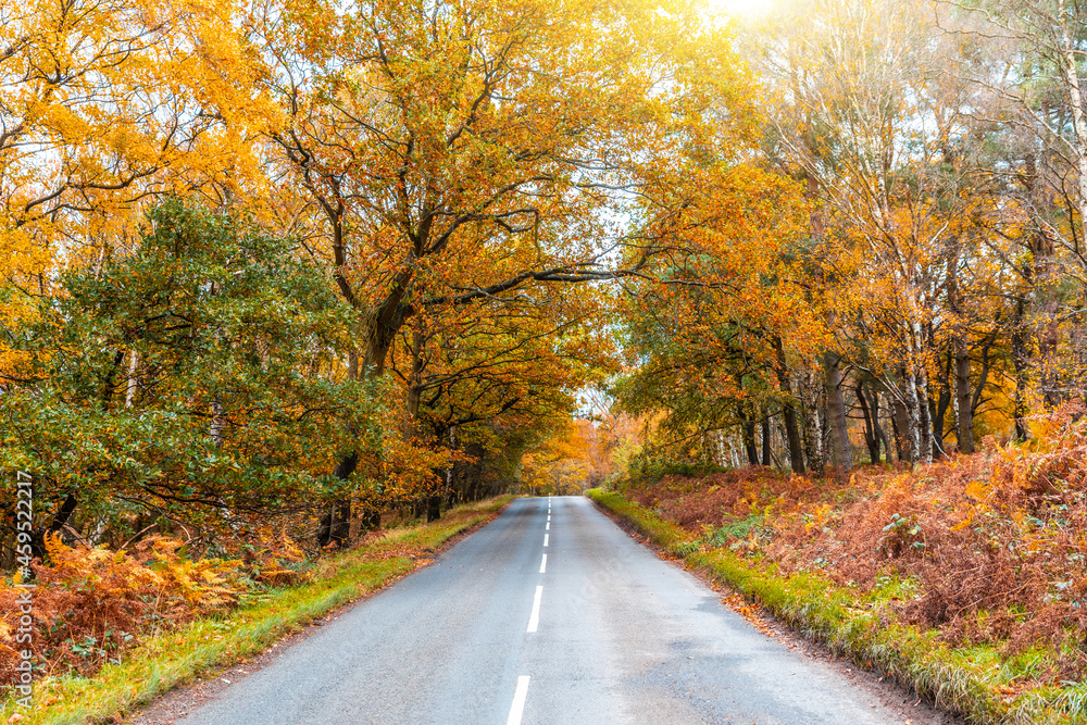 Countryside road through the wood in autumn