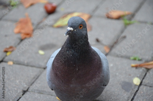 pigeon on the stone