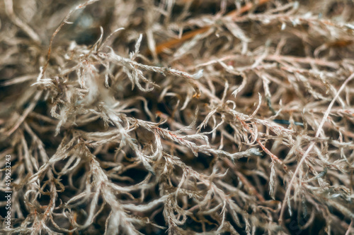 Macro shot of a Cladonia rangiformis on a blurred background photo