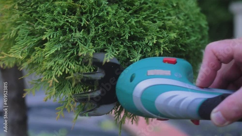 The gardener's hands are cutting a cypress bush with a compact electric trimmer. Slow motion.