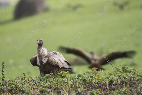 avvoltoio grifone © maurosanna