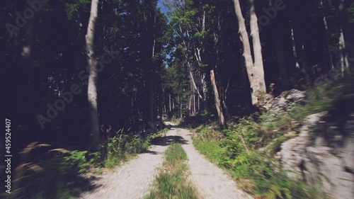 Seasonal Forest Pathway