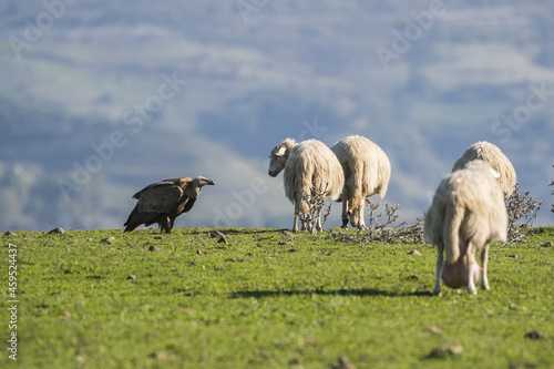 avvoltoio grifone photo