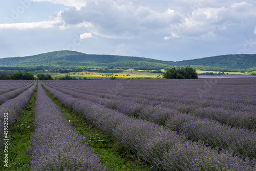 levender field purple aromatic flowers near Nova Zagora  provence in Bulgaria