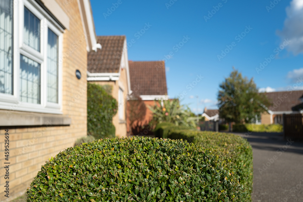 Shallow focus of a well maintained privet hedge seen outside a private house. Located down a private road, other houses can been seen in the background.