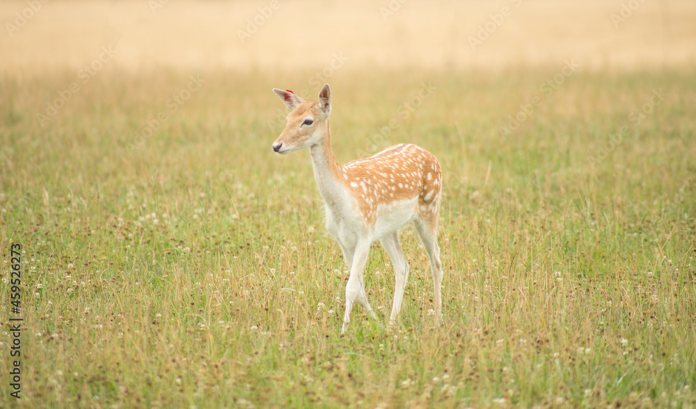 Young deer
