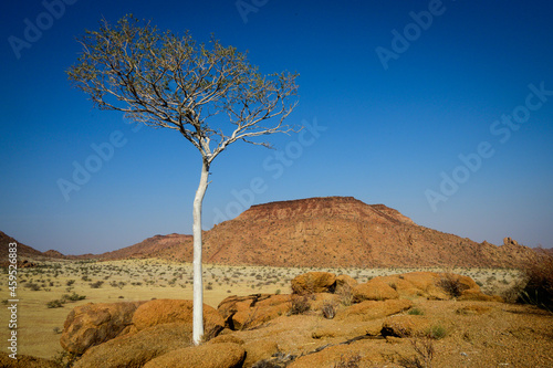 Shepherd tree in the mountains