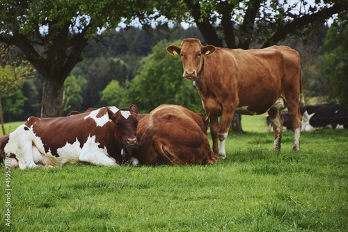 cows © Carmen