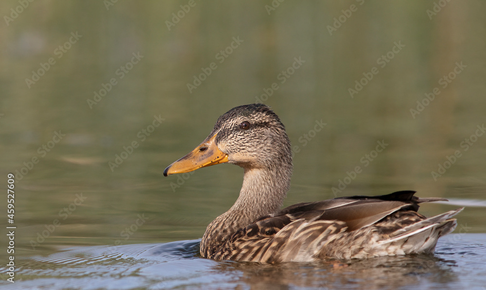 The mallard or wild duck (Anas platyrhynchos). Female. The mallard or wild duck (Anas platyrhynchos). Female.