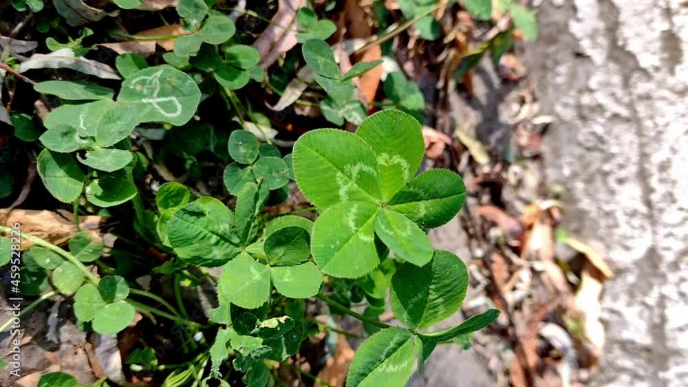 Real Five-leaf Clover, a symbol of great luck, mobile video Real Five-leaf Clover, a symbol of great luck, mobile video