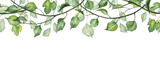 Long seamless banner with hanging leaves on twigs. Watercolor hand painted botany green fresh leaves. Design element header with realistic plants. Vine creeper hanging
