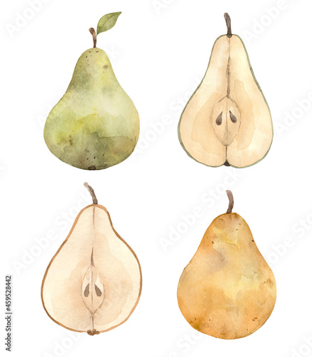 Watercolor pear fruits  botanical illustration ripe juicy isolated hand painted