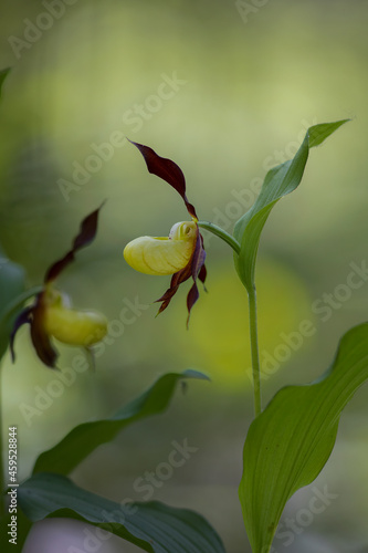 Wallpaper Mural Cypripedium calceolus. A lady's-slipper orchid Torontodigital.ca