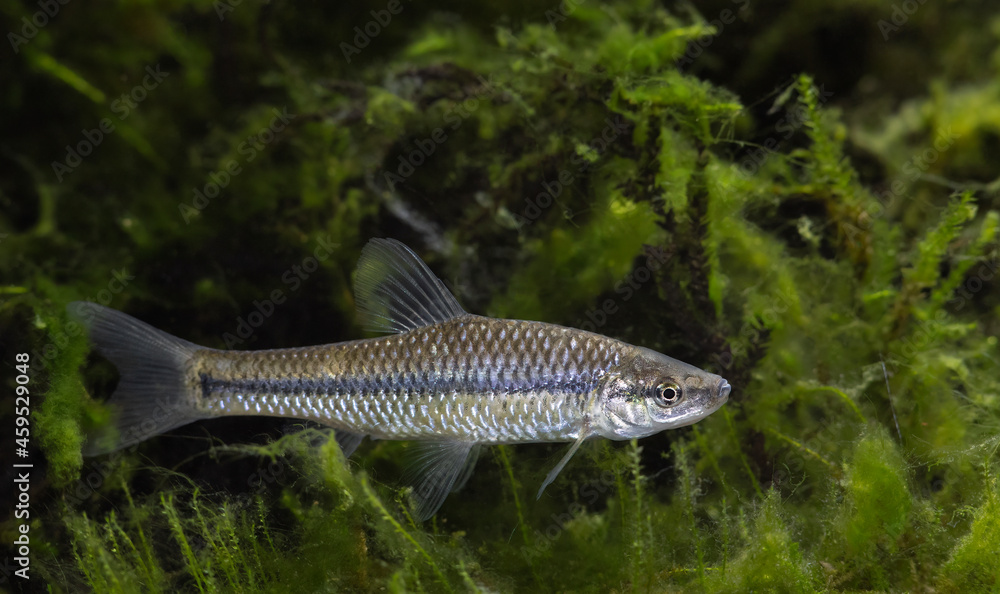 Fish Stone moroko (Pseudorasbora parva) Stock Photo Adobe Stock