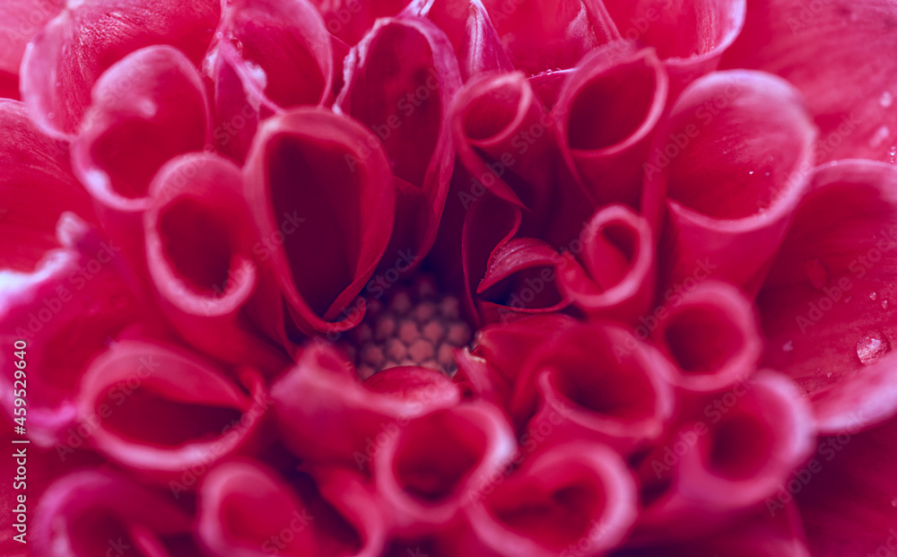 dark red flower petals close up, floral background dark red flower petals close up, floral background