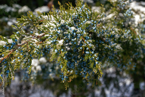 Winter snow juniper branch on a white background close-up. Juniperus communis with berries covered with snow.