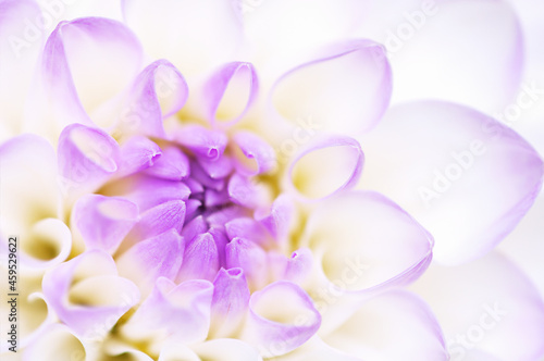 Bright floral background. Chrysanthemum macro . Spring equinox concept, beauty of