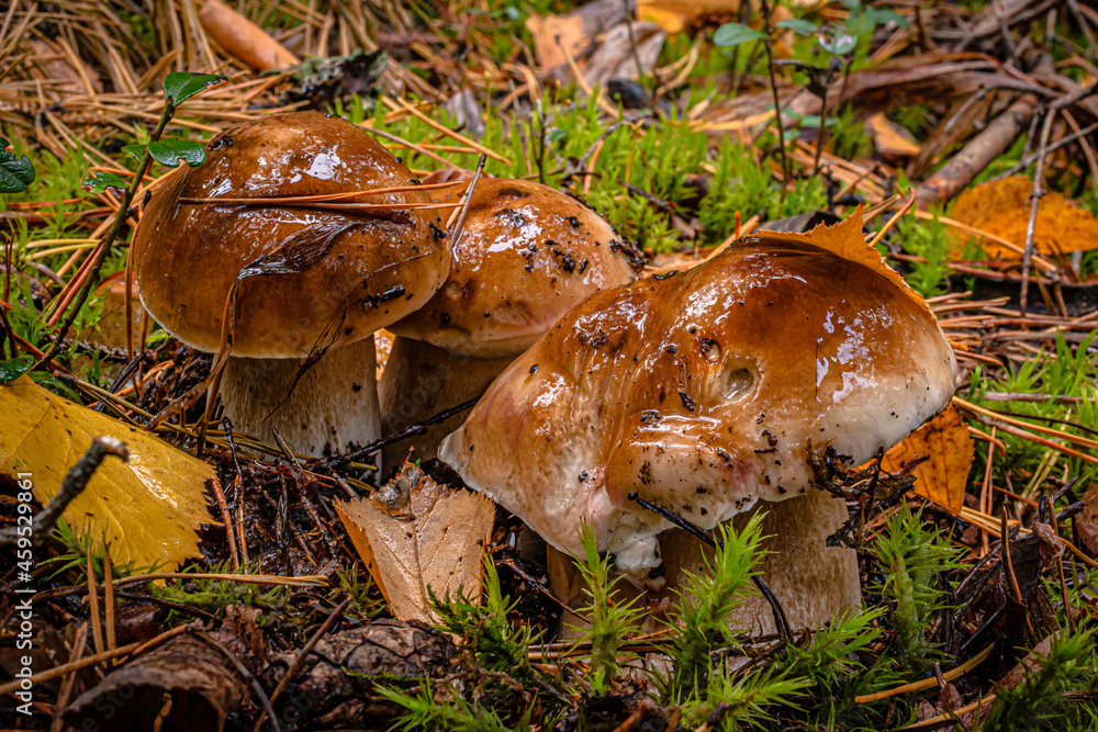 Three wet light brown mushrooms with thick legs covered with moss among withered yellow leaves and pine needles. Three wet light brown mushrooms with thick legs covered with moss among withered yellow leaves and pine needles.