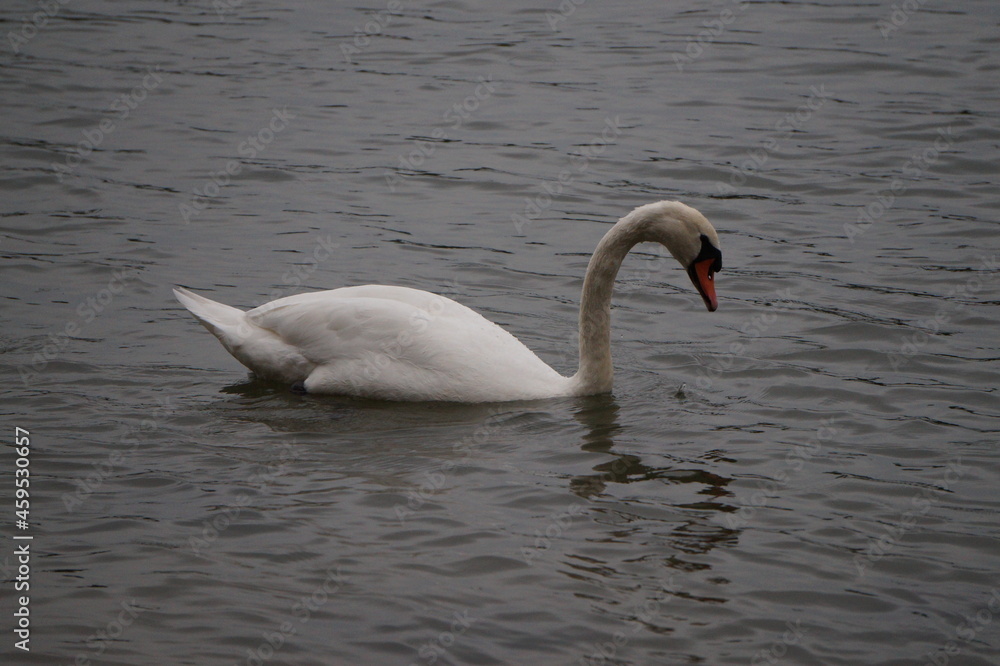 Schwan in seinem Natürlichen Lebensraum 