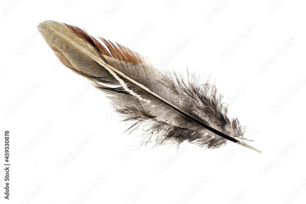 pheasant feather on a white isolated background