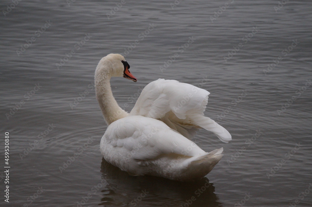 Fototapeta premium Schwan in seinem Natürlichen Lebensraum 
