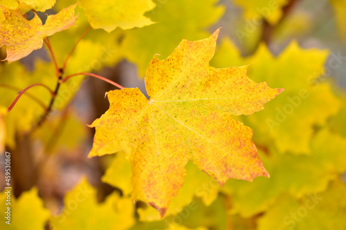 Red and yellow autumn maple foliage as a background