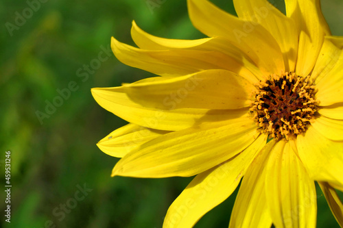 Close up of the head of a yellow daisy  also known as Helenium  bursting into bloom 