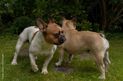 Obraz na płótnie 2 Bulldogi francuskie hasające w ogrodzie, lato 2021 w salonie