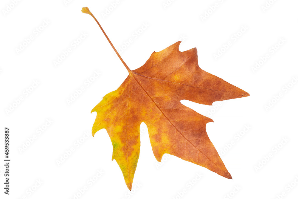 Naklejka premium dry maple leaf isolated on white