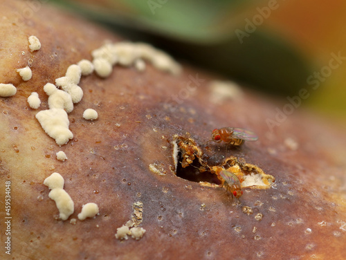 Drosophila melanogaster  fruit flies on rotten pear  close up