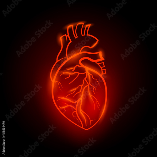 Red neon human heart illustration. Anatomical human heart with red line neon effect on black background.