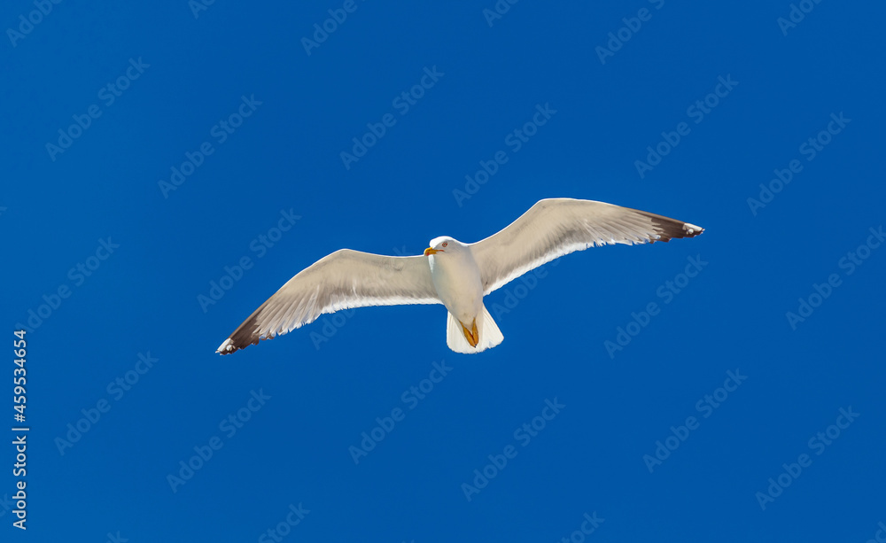 Sea gull flying with open wings, clear blue sky background Sea gull flying with open wings, clear blue sky background