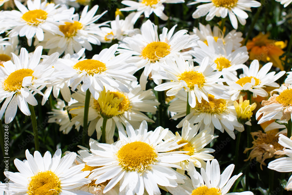 White flowers with yellow centres, daisies White flowers with yellow centres, daisies