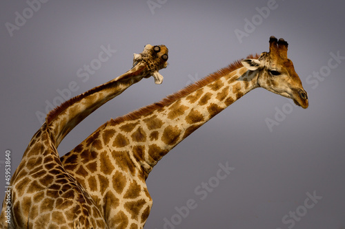 Canvas Print Male giraffes fighing