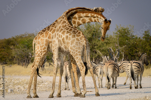 Sticker Male giraffes fighing