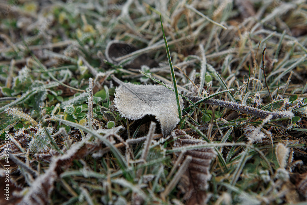 Frost on fallen leaves in late autumn or early winter, frost on the grass at the first frost. Frost on fallen leaves in late autumn or early winter, frost on the grass at the first frost.