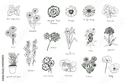 spring flowers vector color line illustrations set photo