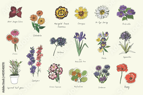 spring flowers vector color illustrations set