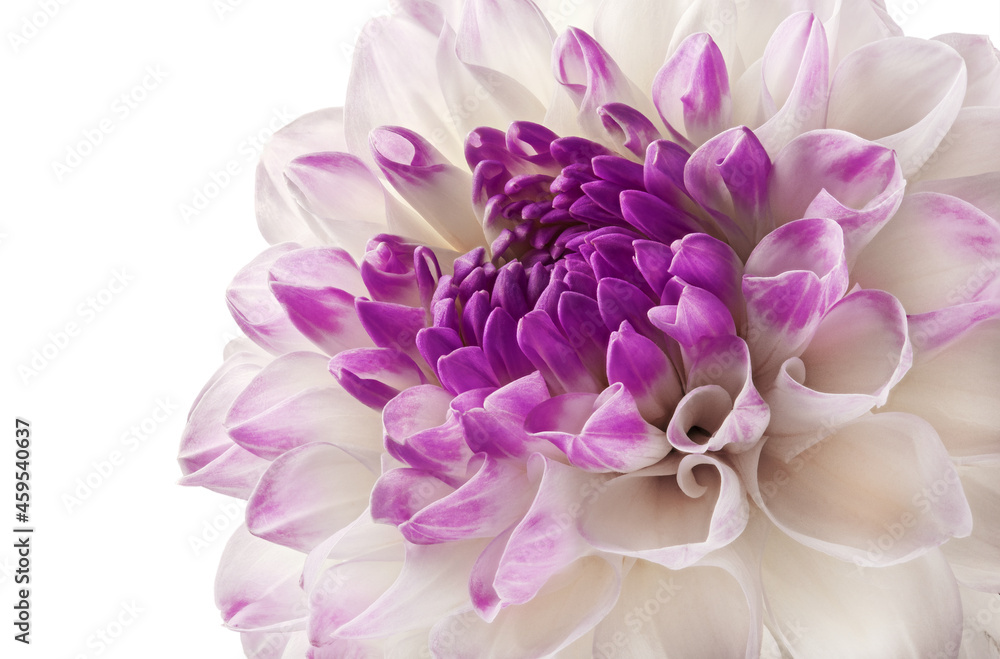 Part of white dahlia close-up floral background.