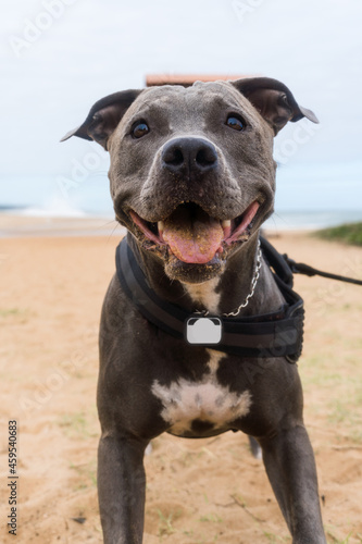 Pit Bull dog playing on the beach, enjoying the sea and sand. Sunny day. Selective focus. © Diego