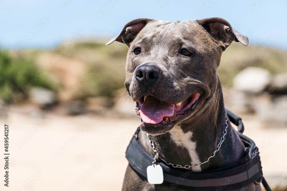 Pit Bull dog playing on the beach, enjoying the sea and sand. Sunny day. Selective focus. Pit Bull dog playing on the beach, enjoying the sea and sand. Sunny day. Selective focus.