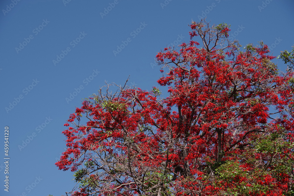 Part of a blooming red coral tree with red blossoms under blue sky Part of a blooming red coral tree with red blossoms under blue sky